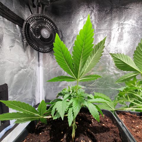 ZMAC growlog timeline photo