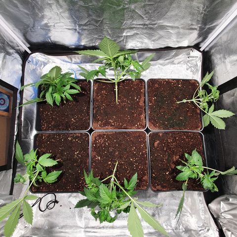 ZMAC growlog timeline photo