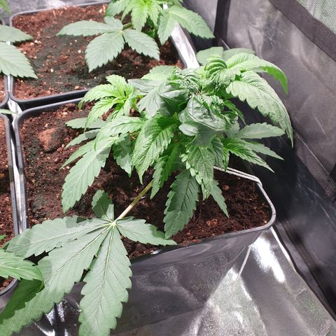 ZMAC growlog timeline photo
