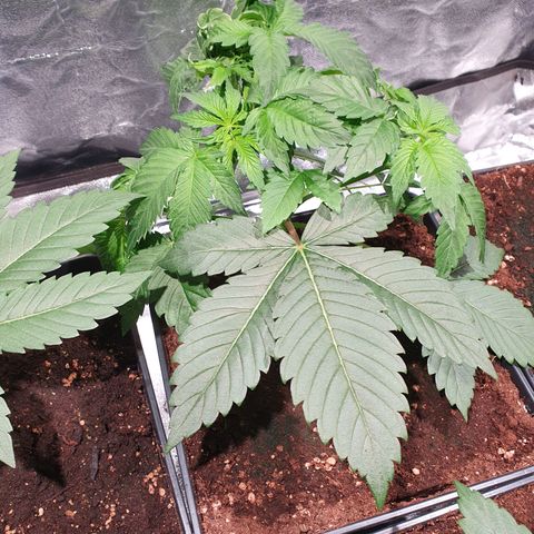 ZMAC growlog timeline photo