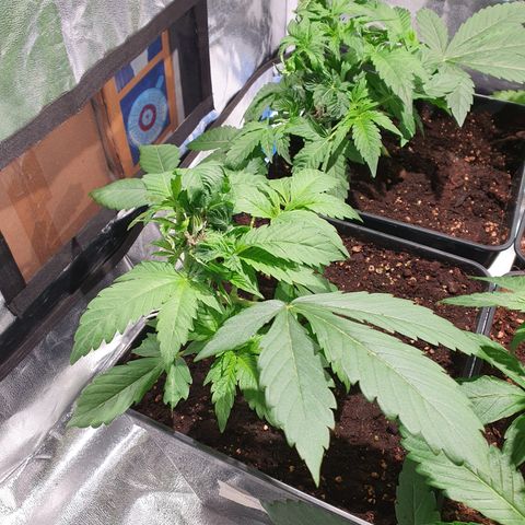ZMAC growlog timeline photo