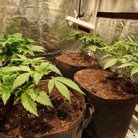 ZMAC growlog timeline photo