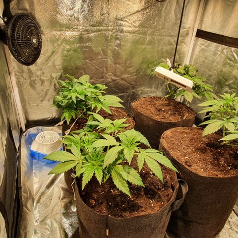 ZMAC growlog timeline photo