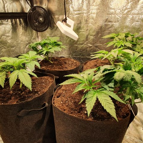 ZMAC growlog timeline photo