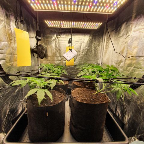 ZMAC growlog timeline photo