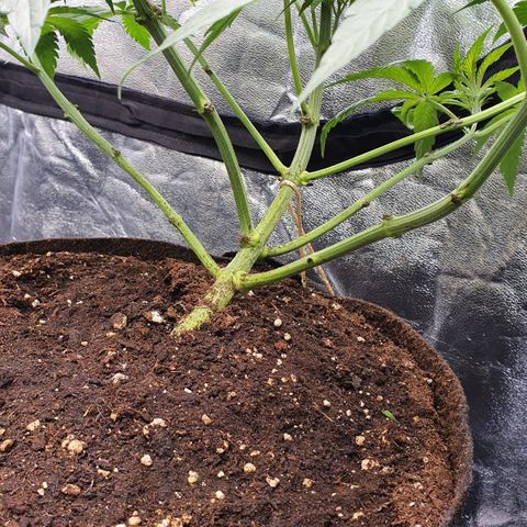 ZMAC growlog timeline photo