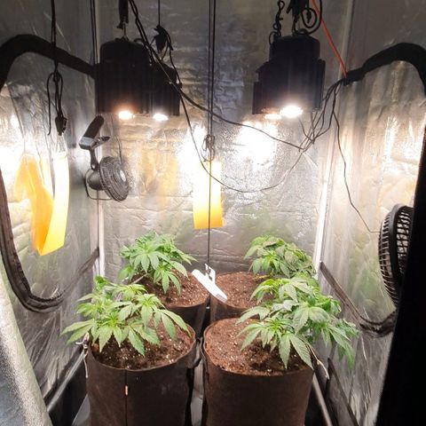 ZMAC growlog timeline photo