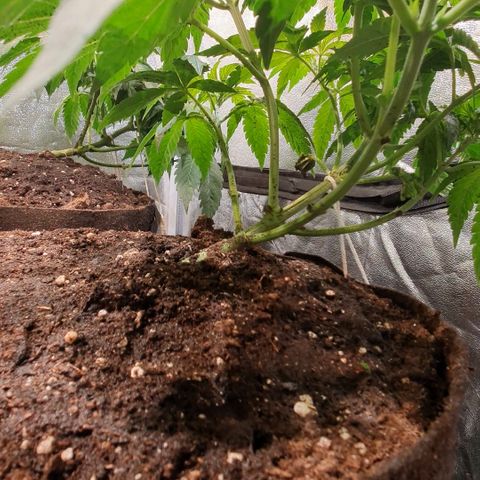 ZMAC growlog timeline photo