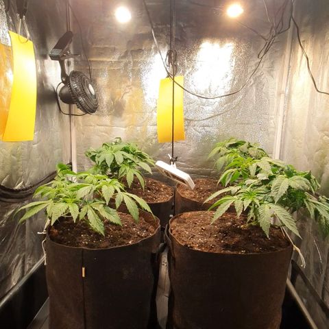 ZMAC growlog timeline photo