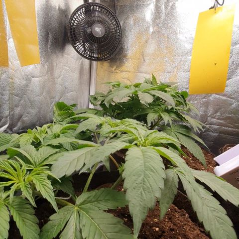 ZMAC growlog timeline photo
