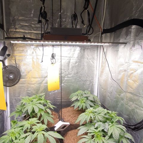 ZMAC growlog timeline photo