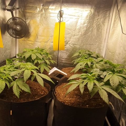 ZMAC growlog timeline photo