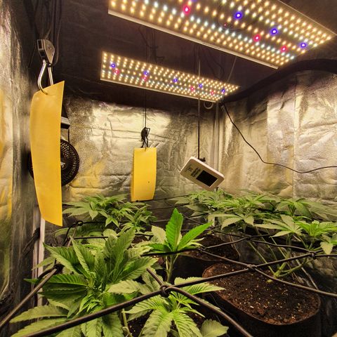 ZMAC growlog timeline photo