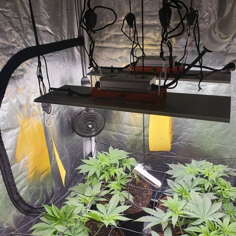ZMAC growlog timeline photo