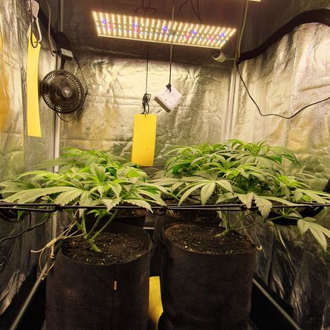 ZMAC growlog timeline photo
