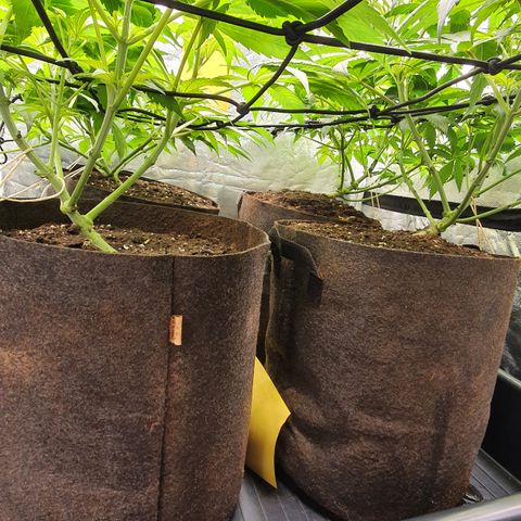 ZMAC growlog timeline photo