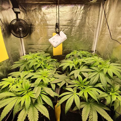ZMAC growlog timeline photo