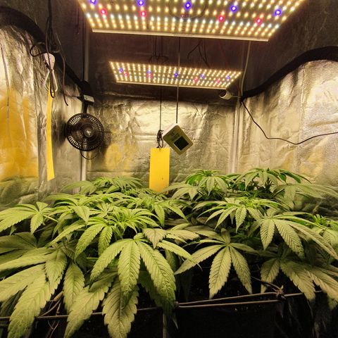 ZMAC growlog timeline photo