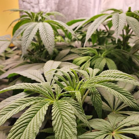 ZMAC growlog timeline photo