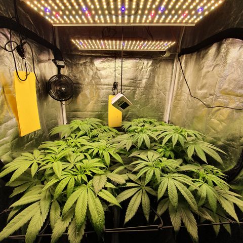 ZMAC growlog timeline photo