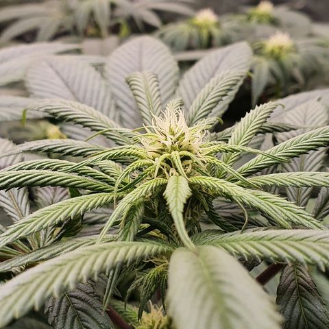 ZMAC growlog timeline photo