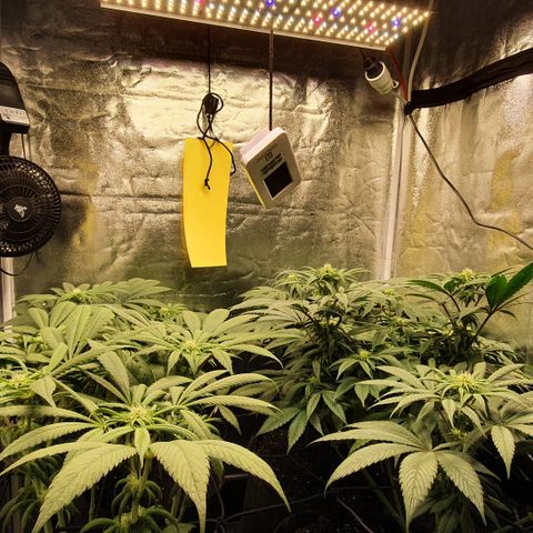 ZMAC growlog timeline photo