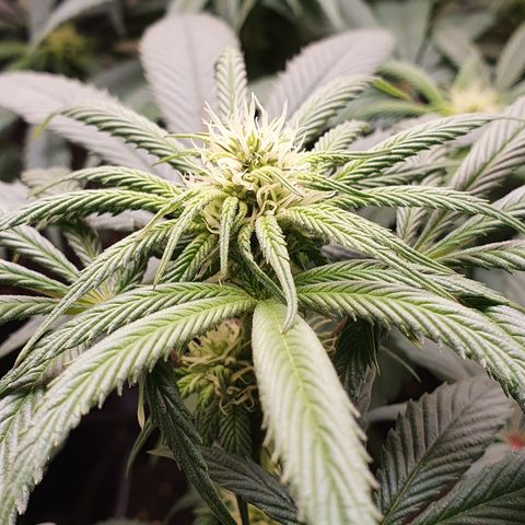 ZMAC growlog timeline photo