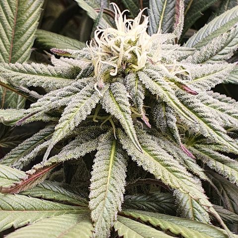 ZMAC growlog timeline photo