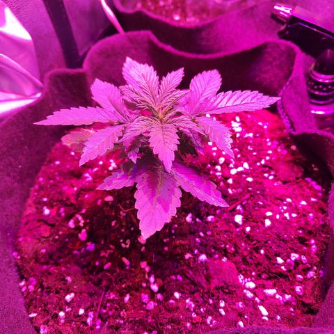 Bas a gauche growlog timeline photo