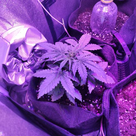 Bas a gauche growlog timeline photo