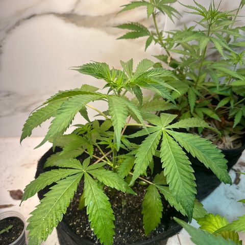Strawberry Banana Kush growlog timeline photo