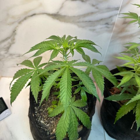 Strawberry Banana Kush growlog timeline photo