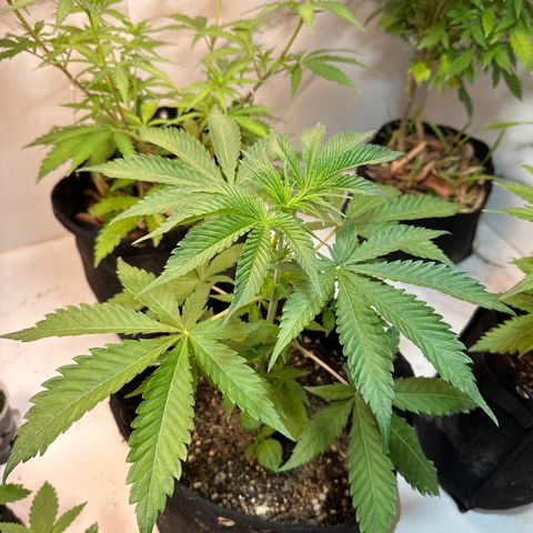 Strawberry Banana Kush growlog timeline photo