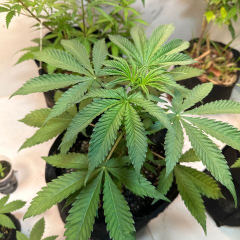 Strawberry Banana Kush growlog timeline photo
