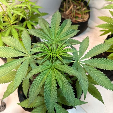 Strawberry Banana Kush growlog timeline photo