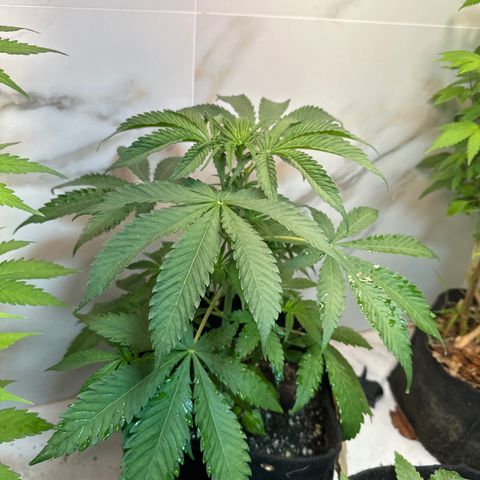 Strawberry Banana Kush growlog timeline photo