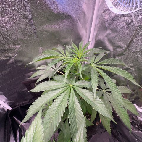 Strawberry Banana Kush growlog timeline photo