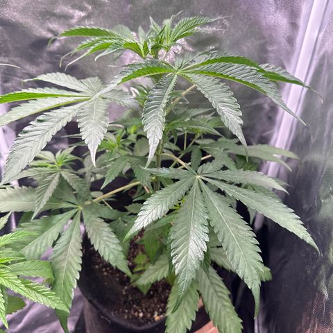 Strawberry Banana Kush growlog timeline photo
