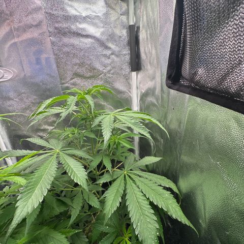 Strawberry Banana Kush growlog timeline photo