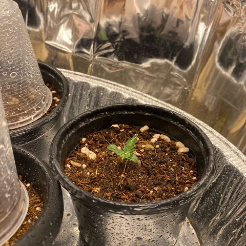 Primeiro Ciclo Prenseeds growlog timeline photo