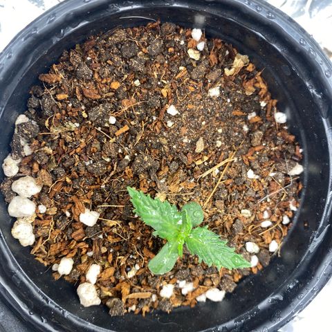 Primeiro Ciclo Prenseeds growlog timeline photo