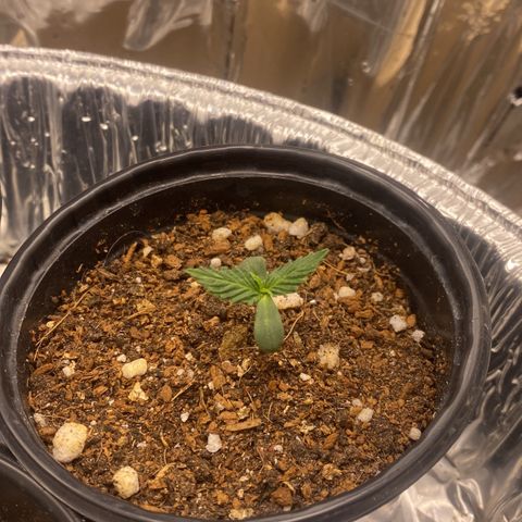 Primeiro Ciclo Prenseeds growlog timeline photo
