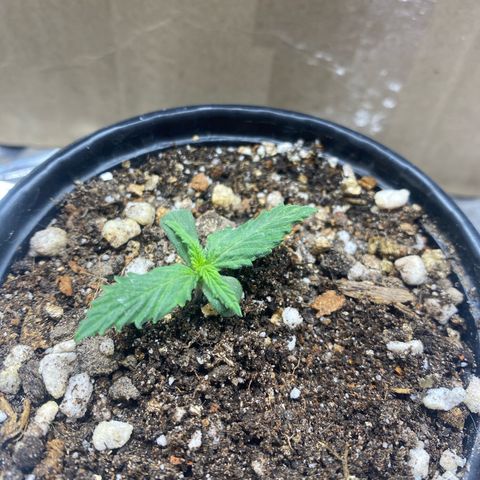 Primeiro Ciclo Prenseeds growlog timeline photo