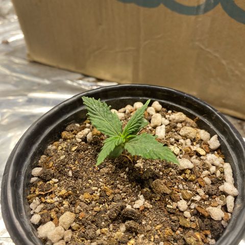 Primeiro Ciclo Prenseeds growlog timeline photo
