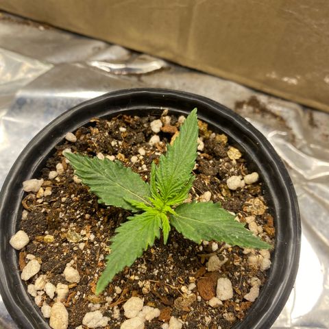 Primeiro Ciclo Prenseeds growlog timeline photo