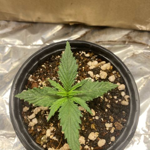 Primeiro Ciclo Prenseeds growlog timeline photo
