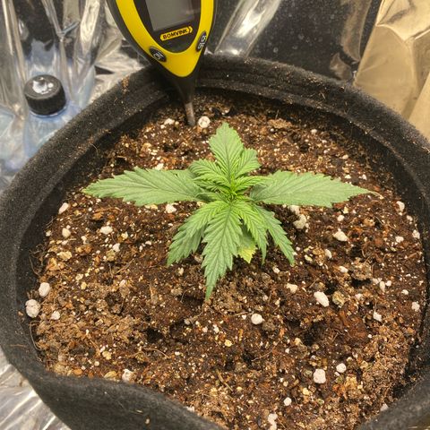 Primeiro Ciclo Prenseeds growlog timeline photo