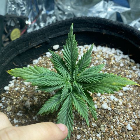 Primeiro Ciclo Prenseeds growlog timeline photo