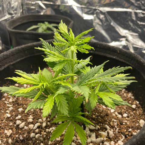 Primeiro Ciclo Prenseeds growlog timeline photo