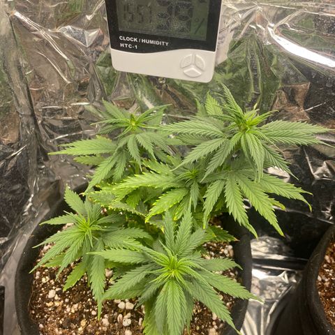 Primeiro Ciclo Prenseeds growlog timeline photo